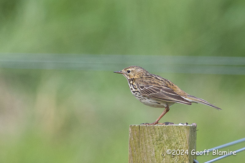 Meadow Pipit