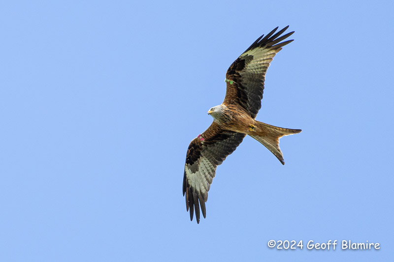 Red Kite