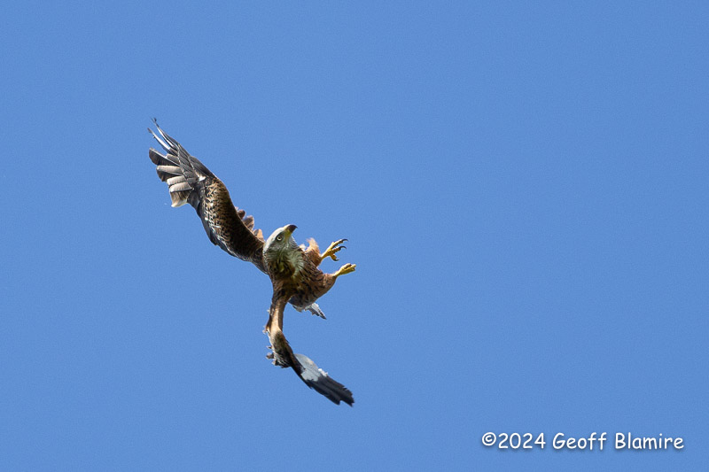 Red Kite