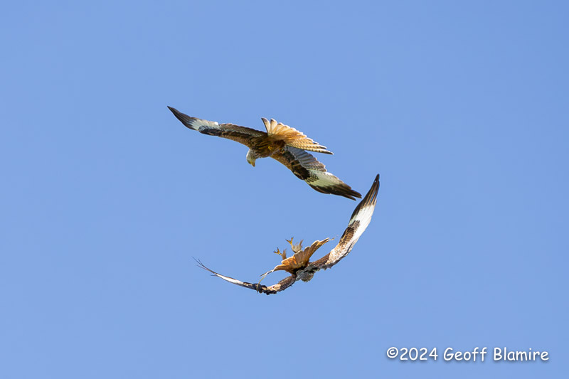 Red Kite