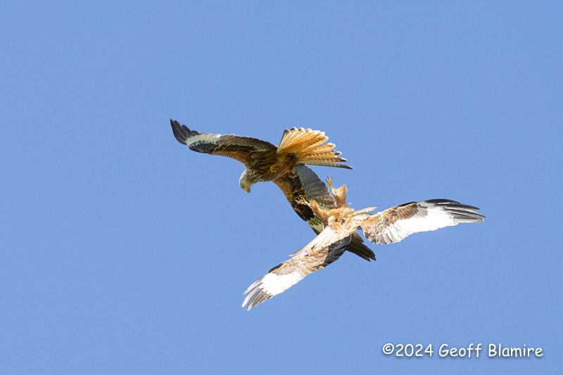 Red Kite