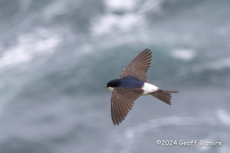 House Martin