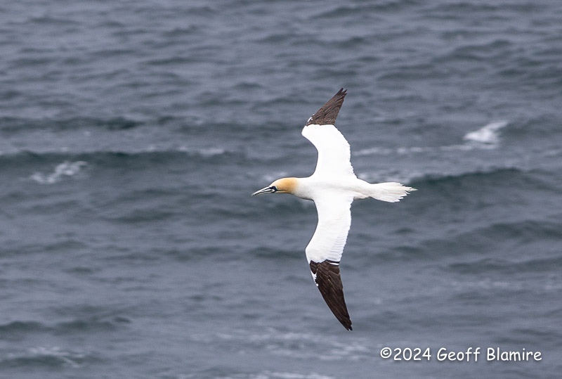 Gannet