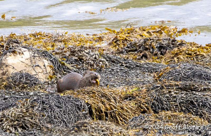 Otter