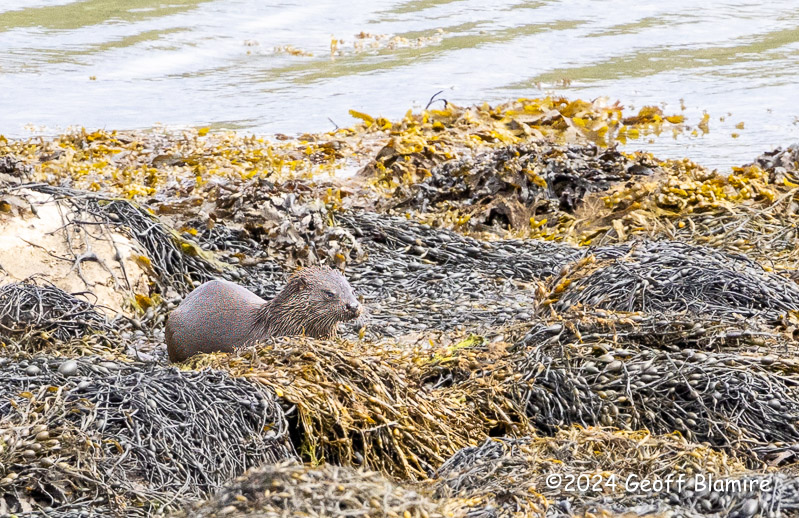 Otter