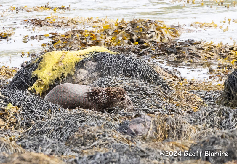 Otter