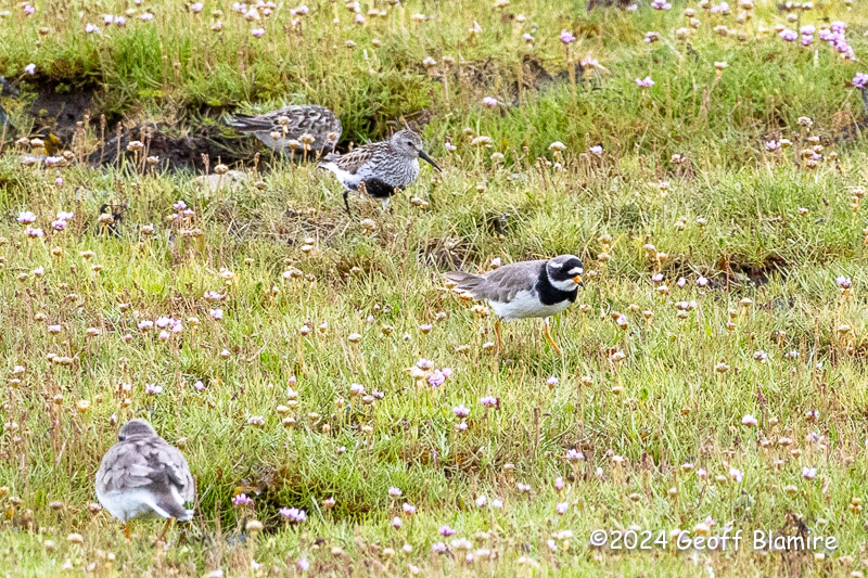 Little Ringed Plover