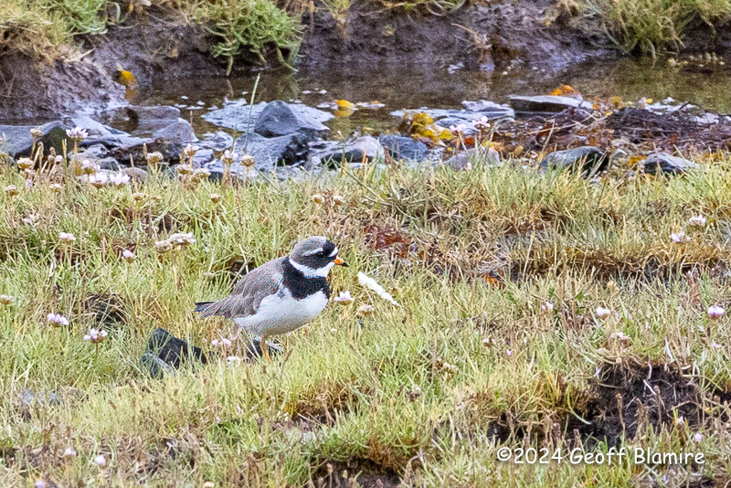 Little Ringed Plover