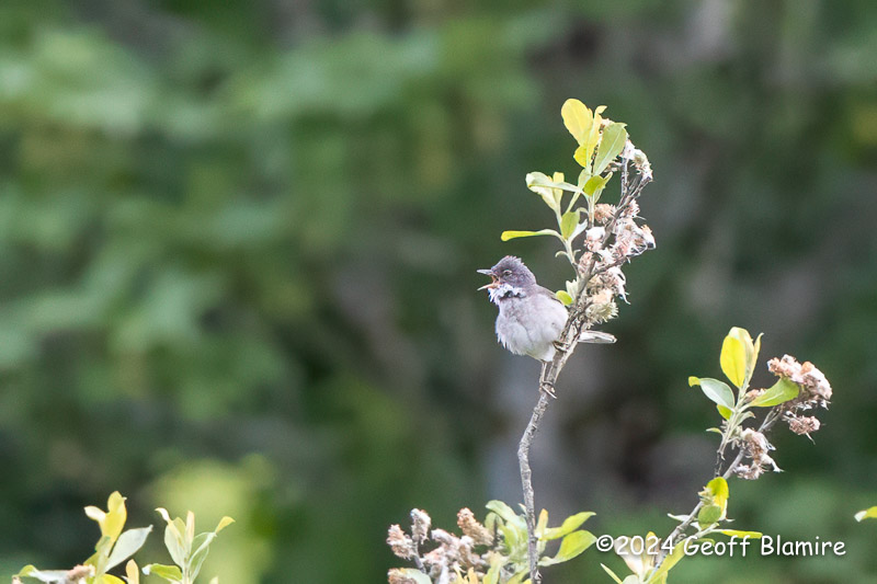 Whitethroat