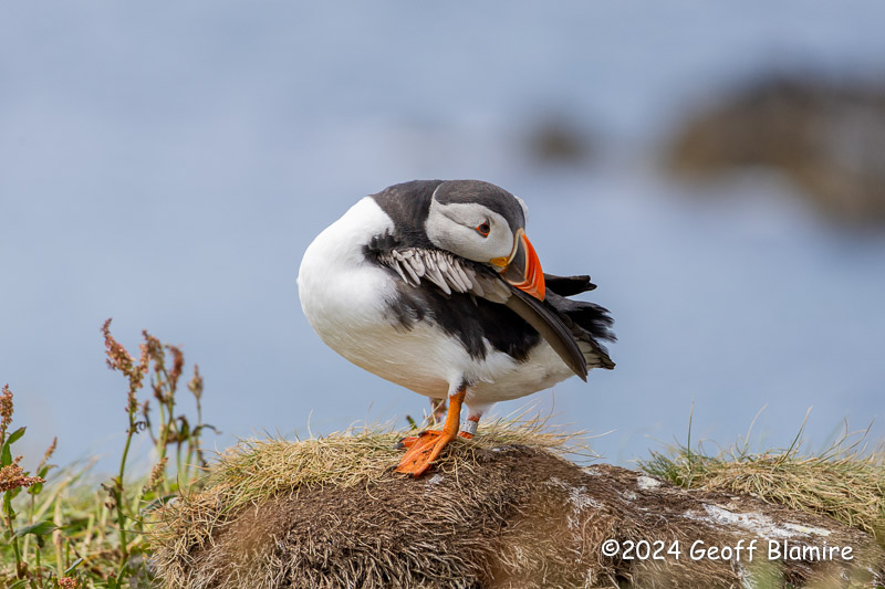 Puffin