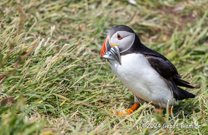 Puffin