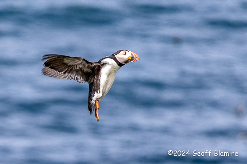 Puffin