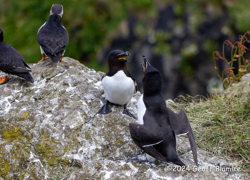 Guillemot