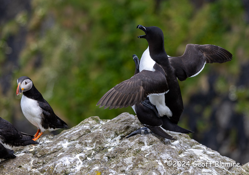 Guillemot