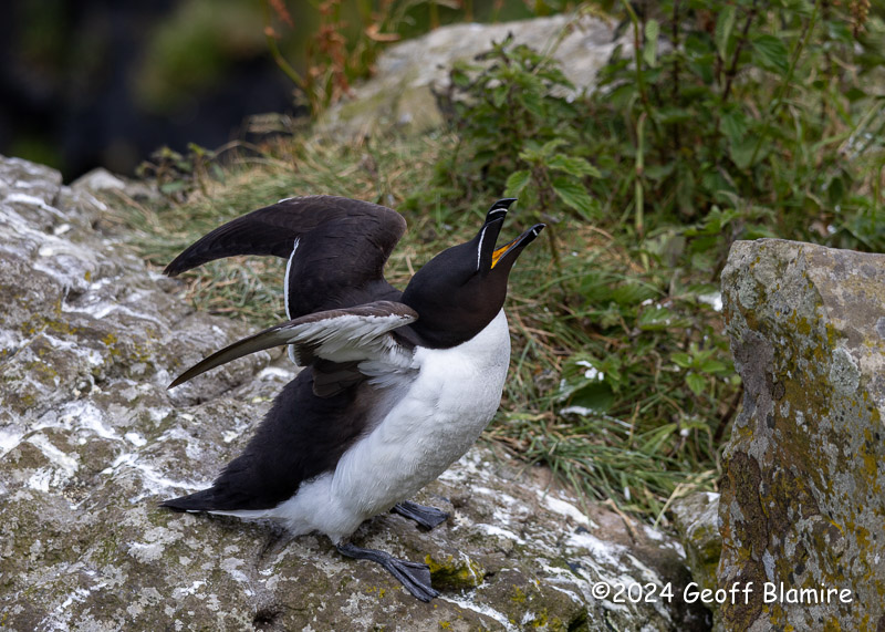 Guillemot