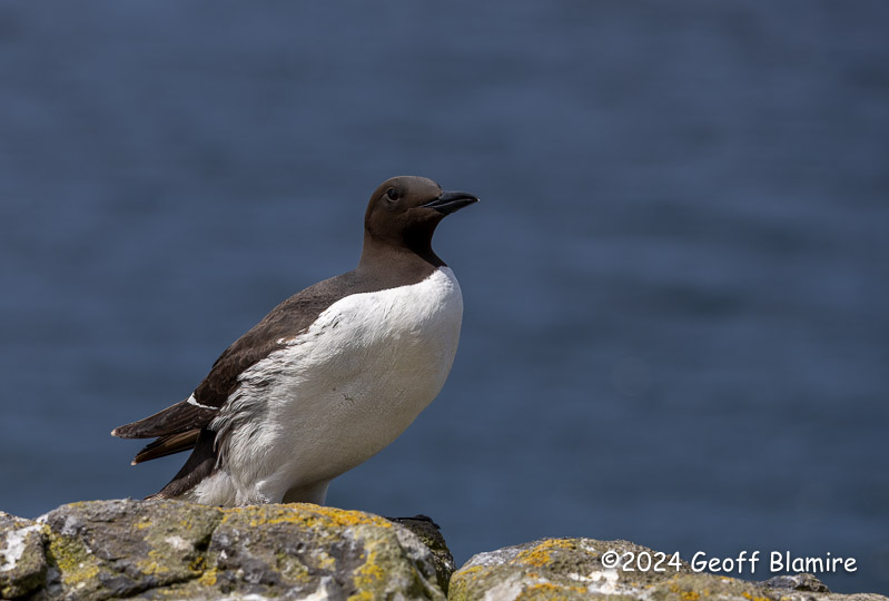 Guillemot