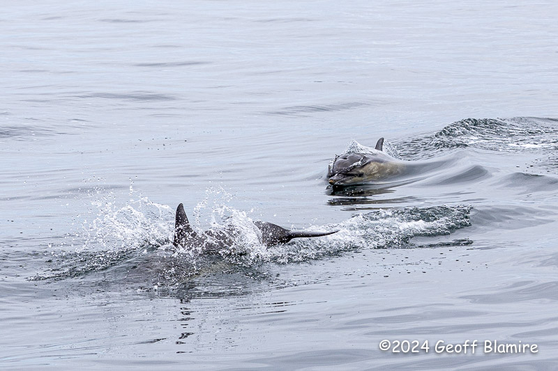 Common Dolphin