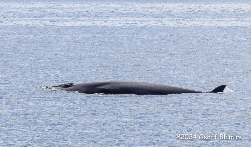 Minke Whale