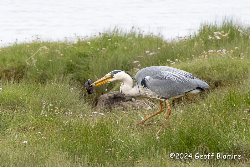 Grey Heron