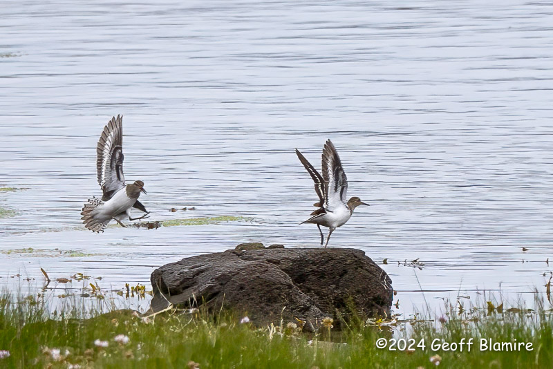 Common Sandpiper