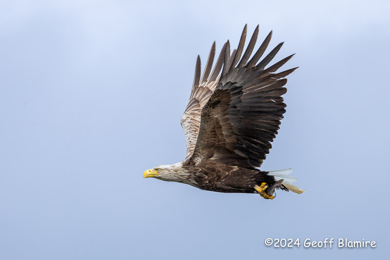 White-tailed Eagle