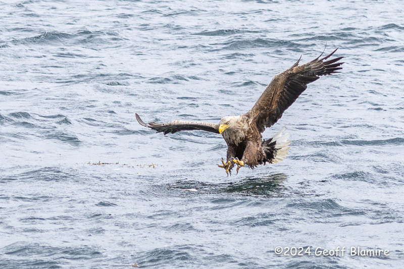 White-tailed Eagle