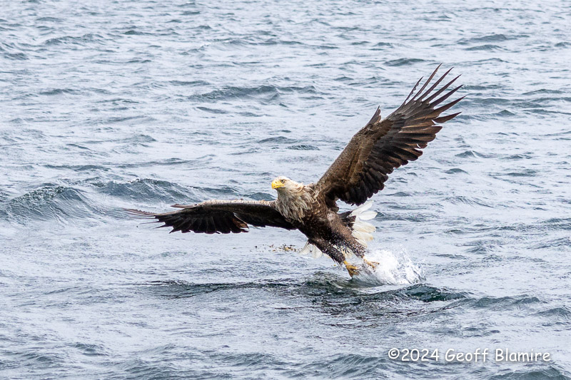 White-tailed Eagle