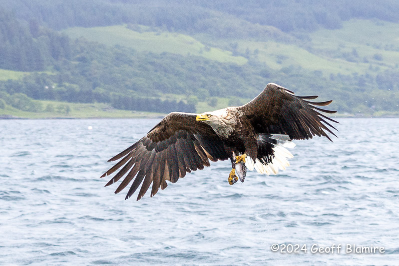 White-tailed Eagle