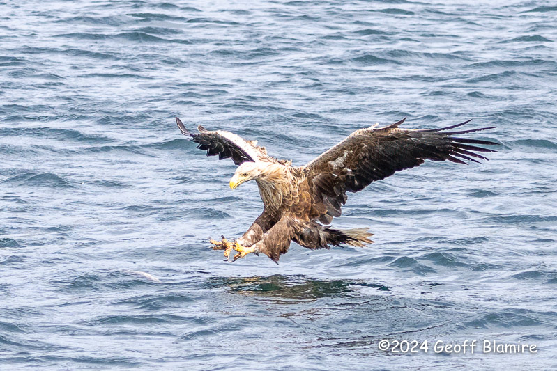 White-tailed Eagle