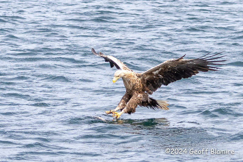 White-tailed Eagle