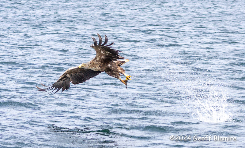 White-tailed Eagle