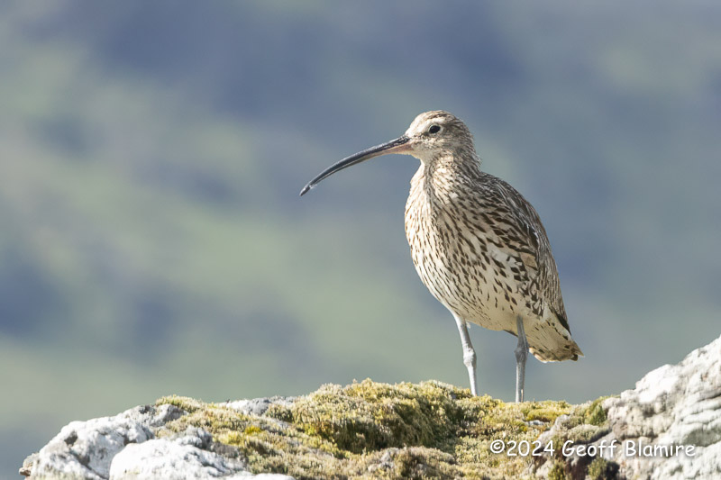 Curlew