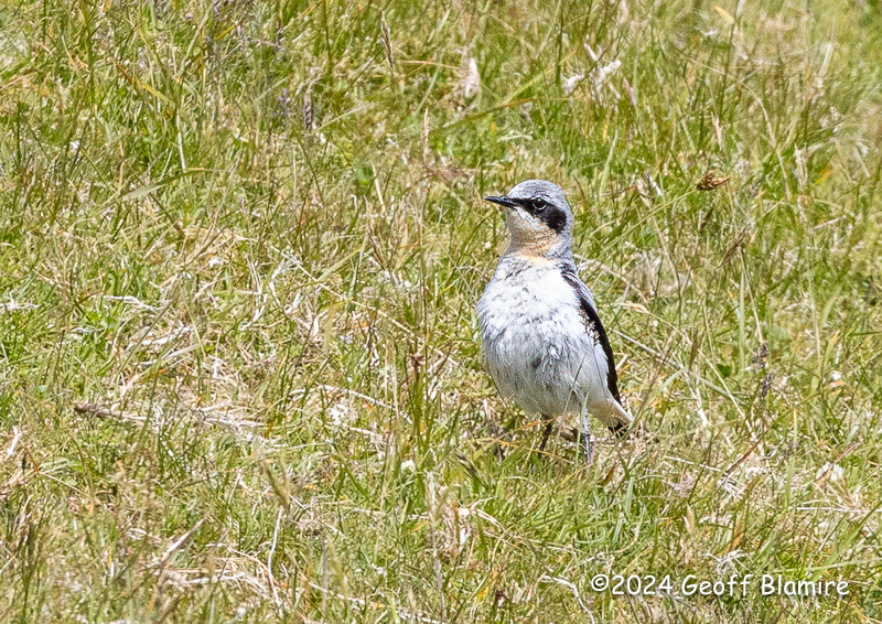 Whinchat