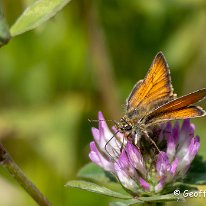 Small Skipper Burton Mere Wetlands