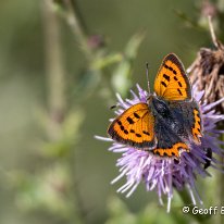 Small Copper Millington