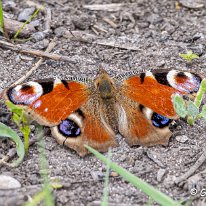 Peacock Butterfly Plumley