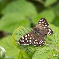 Speckled Wood Rostherne