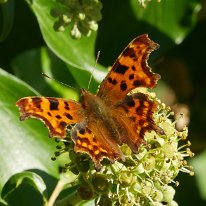 Comma