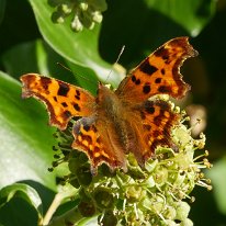 Comma