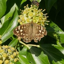 Speckled Wood