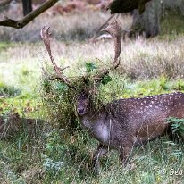 Fallow Deer Dunham Massey