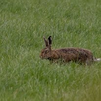 Brown Hare Plumley