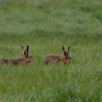 Brown Hare Plumley