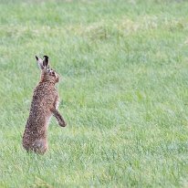 Brown Hare Plumley