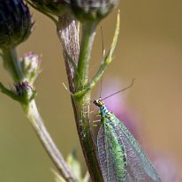 Lacewing Millington