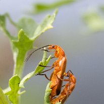 Red Soldieer Beetle Tarpley