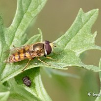 Hoverfly Tarpley