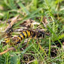 German Wasp Mere