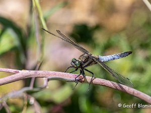 Dragonfly and Damselfly