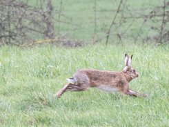 Hares